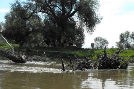 A tehenek, mint a vizi élővilág részei