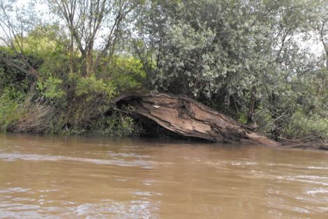 Fatőrzs a vízben